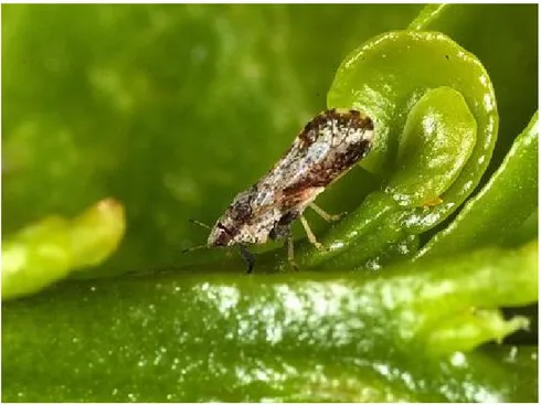 Gambar 2.4. Serangga Vektor Diaphorina citri (Sumber: Mudita,W, 2010  