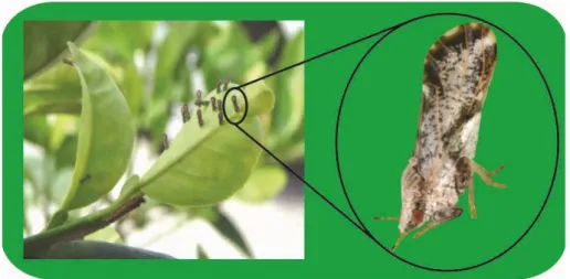 Gambar 2.5. Serangga Vektor Diaphorina citri (Sumber: Mudita,W, 2010  