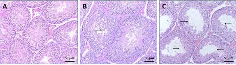 Fig. 4.Testicular testosterone (C57BL6 mice on Days 7 and 28 after repeated exposure to D100 orBD50 exhaust particulate