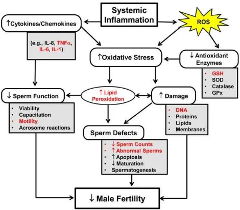 Fig. 7.A schematic representation of several biological effects associatedwith inﬂammation, oxidative stress, and male infertility