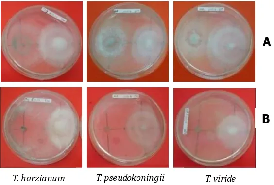 Gambar 5. Penghambatan B) MEA Medium.dan B) Media MEA. Figure 5.Trichoderma spp. terhadap Ganoderma sp