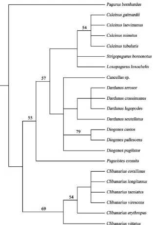 Fig. 5. Phylogenetic analysis: the strict consensus tree of 43 MP trees with(RC) reweighted according to Pagurus bernhardus as outgroup and rescaled consistency Farris’s (1969, 1988) iterative protocol