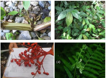 Gambar 3. Areca sp., d). Pteridium sp. Beberapa jenis tumbuhan pakan anoa di TN. Bogani Nani Wartabone; a)