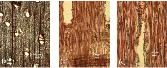 Gambar 2.  Struktur makro kayu saling-saling (A. teysmanii):  penampang tangensial (a) dan  