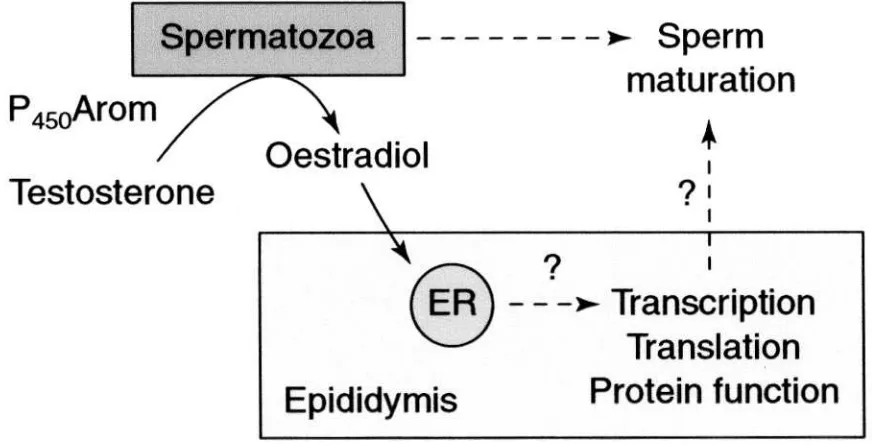 Fig. 1. This illustrates that germ cells and sperm carry P450 aromatase, which is capable of synthesizing estradiol from testosterone in the lumenof the male reproductive tract