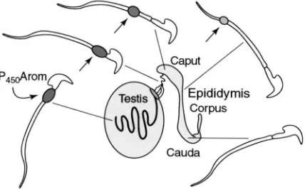 Fig. 2. P450 aromatase (P450testis and efferent ductules, and is reduced in size and intensity as sperm traverse the epididymis, until the cytoplasmic droplet is lost in the caudaArom) in sperm is noted in the cytoplasmic droplet of the rodent sperm tail (