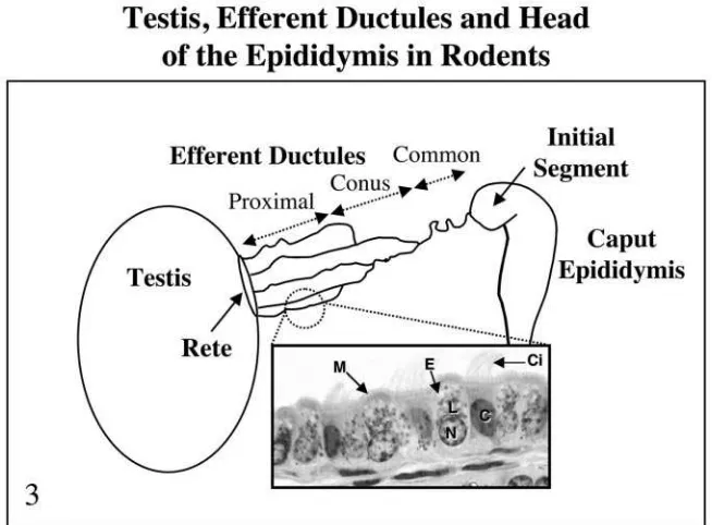 Fig. 3. A drawing of the excurrent ducts of the head of the epididymis with a photomicroscopic inset of the efferent ductule epithelium stainedwith PAS/hematoxylin