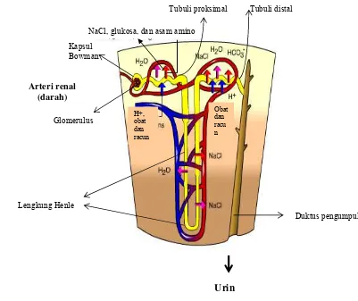 Gambar 5   Nefron dan duktus dalam sistem ekskresi  urin (Campbell et al. 2004).  