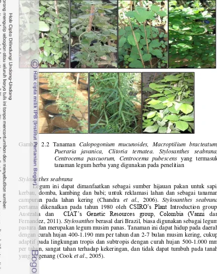 Gambar 2.2 Tanaman Calopogonium mucunoides, Macroptilium bracteatum, 