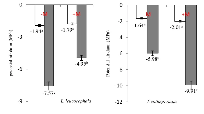 Gambar 4.1  Interaksi faktor penyiraman dan mikoriza terhadap potensial air daun (MPa) pada hari akhir pengamatan tanaman legum pohon fase pertumbuhan awal