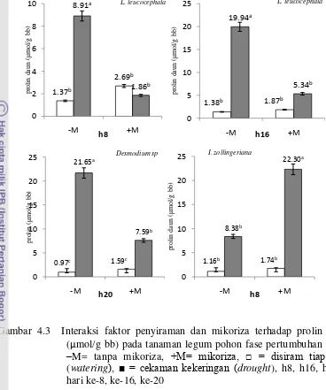 Gambar 4.3  Interaksi faktor penyiraman dan mikoriza terhadap prolin daun 