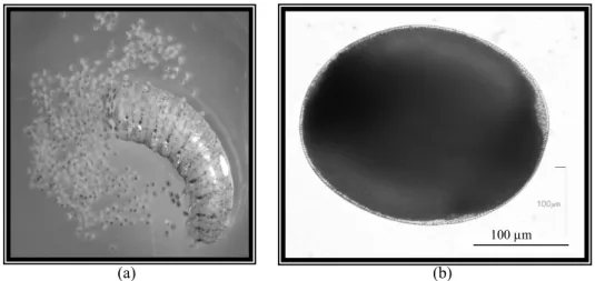 Gambar 4.   a=epitoke betina dengan sel-sel telur yang keluar dari tubuhnya (perbesaran  10x); b=sel telur (perbesaran 200x) 
