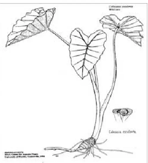 Gambar 2.1 Tumbuhan Keladi 9