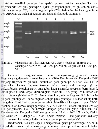 Gambar 3   Visualisasi hasil fragmen gen ABCG2| 