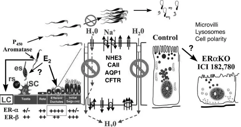 Figure. 7. This summarizes the presence of P450aromatase, estrogen receptors (ER) and targets for estrogen function and dysfunction in the