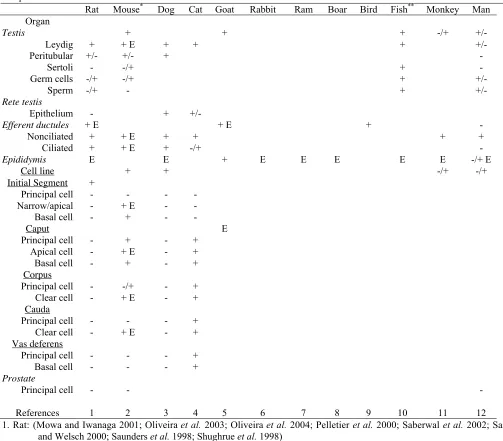 Table 3. Localization of ERα and estrogen binding (E) in the testis and male reproductive tract epithelium: a speciescomparison