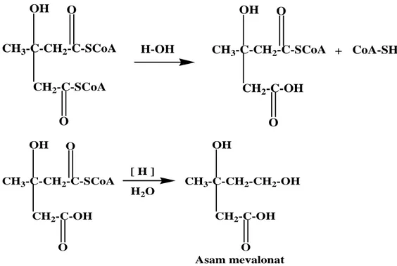 Gambar 2.3.  Pembentukan asam mevalonat sebagai zat antara dalam biosintesis  terpenoid 