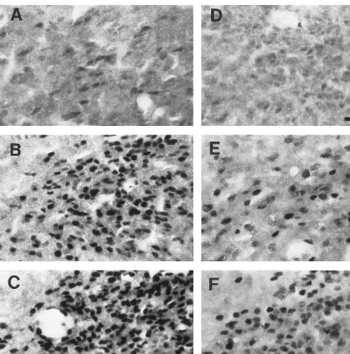 FIG. 3.Photomicrographs of AR-ir cells in the BNSTpm of testosterone-treated prepubertal and postpubertal male hamsters