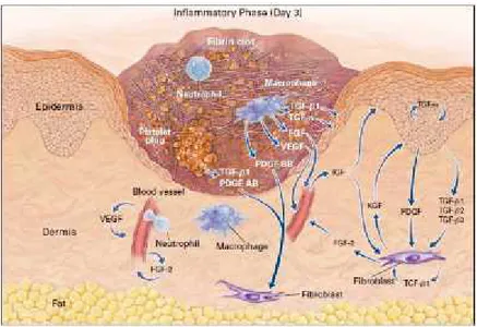 Gambar 2 : Fase Inflamasi, sel-sel dan mediator yang berperan didalamnya (Epstein et. al, 1999)