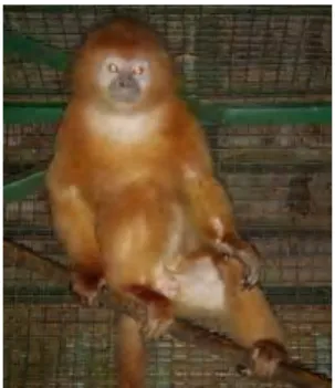 Table 1 shows that the content of N-free extractives  and protein of leaves are high enough, because part of leaves that given to maroon leaf monkey is shoot/young parts which is having nutrient content higher than other parts (de graff et al