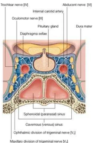 Gambar 1.  Anatomi Sinus Kavernosus Dikutip dari:  Imedik-UKM. Available at:   http://persiapbba0611.blogspot.com/2010/07/infranuclear-opthalmoplegia.html on 23 Agust 2012 