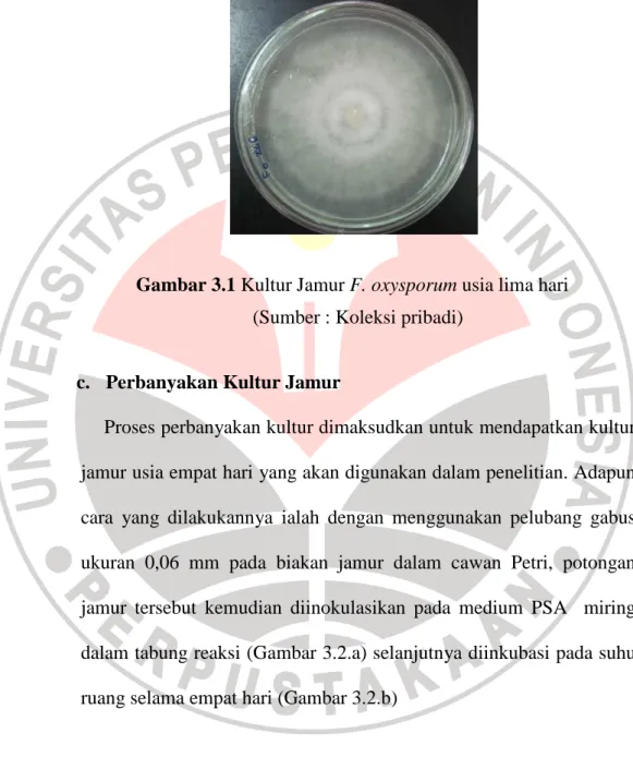 Gambar 3.1 Kultur Jamur F. oxysporum usia lima hari    (Sumber : Koleksi pribadi) 