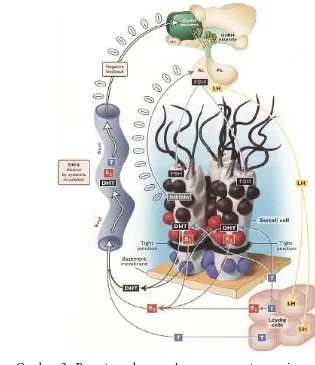 Gambar 3 Penengaturan hormonal proses spermatogenesis