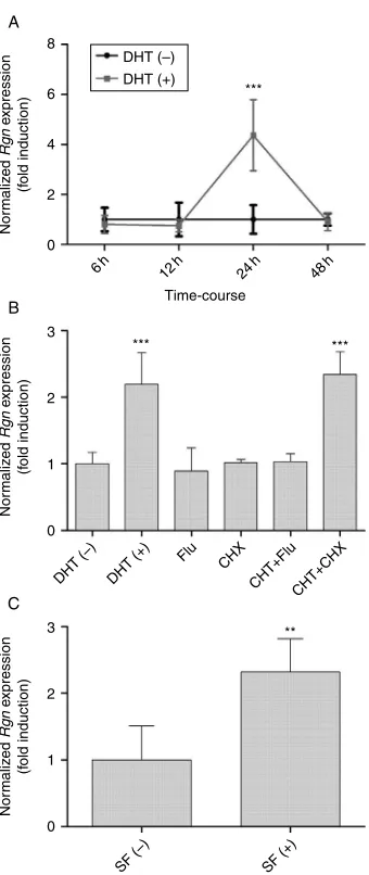 Figure 4 Effect of DHT and survival factors on regucalcin (presence of [SF (DHT (cycloheximide (CHX), 10DHT plus 10cultured for 24 h with 10presence of 10Rgn)expression in rat seminiferous tubules (SeT) cultured ex vivodetermined by quantitative PCR