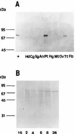 Fig. 6. zyxwvutsrqponmlkjihgfedcbaZYXWVUTSRQPONMLKJIHGFEDCBAImmunoblot analysis of the expression of HieACE in various tissues dissected from newly emerged unfed adult flies