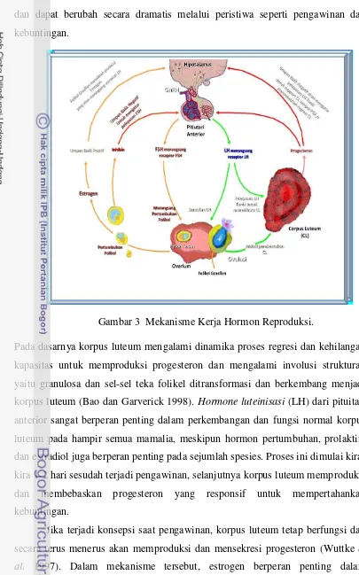 Gambar 3  Mekanisme Kerja Hormon Reproduksi. 