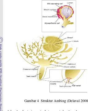 Gambar 4  Struktur Ambing (Delaval 2008). 