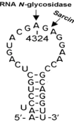 Gambar 1.  Situs pemotongan oleh RIP pada  ribosom tikus. Aktivitas rRNA-N-glikosidase  akan menghidrolisis ikatan glikosidik N-C A 4324 