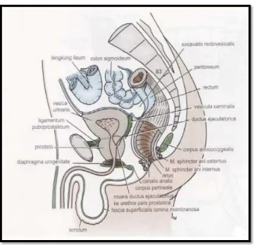 Gambar 3. Potongan sagittal pelvis laki-laki (Snell 2011)  