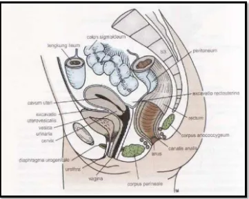 Gambar 4. Potongan sagittal pelvis perempuan (Snell 2011)  