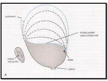 Gambar 1. A) Vesica urinaria tampak lateral. (Snell 2011) 