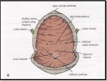 Gambar 1. B) Bagian dalam vesica urinaria laki-laki tampak depan. (Snell 2011)  
