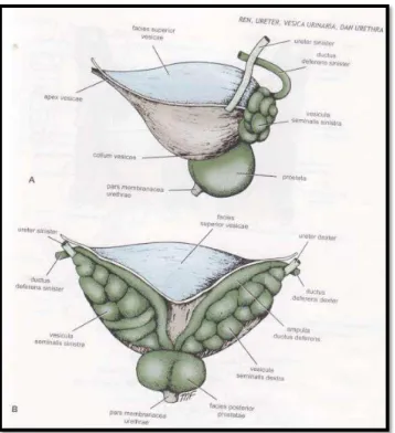 Gambar 2. A) Vesica urinaria, prostat dan vesicula seminalis dilihat dari 
