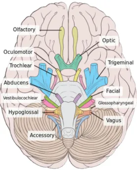 Gambar 1. Nervi kranialis Tabel 1. Nervi kranialis dan fungsinya No. Name