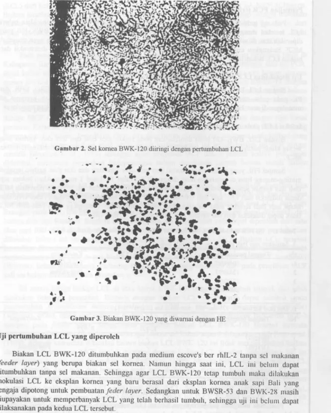 Gambar 2. Sel kornea BWK-120 diiringi dengan pertumbulian LCL