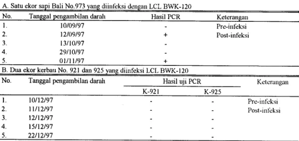 Tabel 1. Uji PCR terhadap PBL sapi Bali dan kerbau yang diinfeksi dengan LCL BWK-120 A