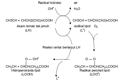 Gambar 9 Reaksi inisiasi dan berantai yang disebabkan oleh radikal bebas hidroksi menyerang asam lemak tak jenuh (Groff dan Gropper 2000)