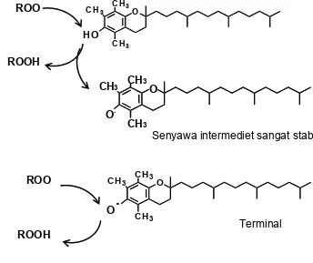 Gambar 10   Mekanisme efek antioksidan vitamin E. 