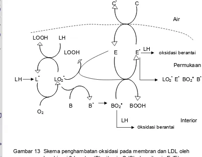 Gambar 13  Skema penghambatan oksidasi pada membran dan LDL oleh  kombinasi β-karoten (B), vitamin C (C), dan vitamin E (E)