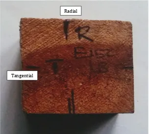 Figure 3. Tangential and radial directions were marked for each sample Gambar 3. Penandaan arah tangensial dan radial untuk setiap sampel