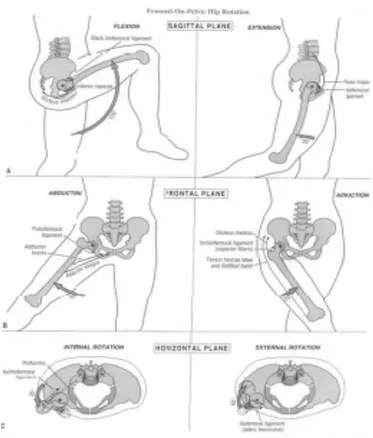 Gambar 2.2 Gerakan Hip joint (Neumann, 2002)     b.  Arthrokinematik 