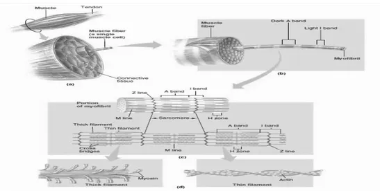 Gambar 2.4 Struktur Otot dan Mekanisme Kontraksi dan Relaksasi Otot  (Sherwood, 2006) 