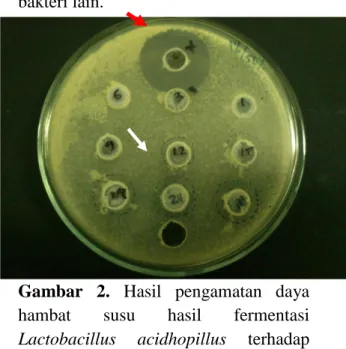 Gambar  2.  Hasil  pengamatan  daya  hambat  susu  hasil  fermentasi  Lactobacillus  acidhopillus  terhadap  Salmonella  thypimurium   pada  jam  ke-  0, 
