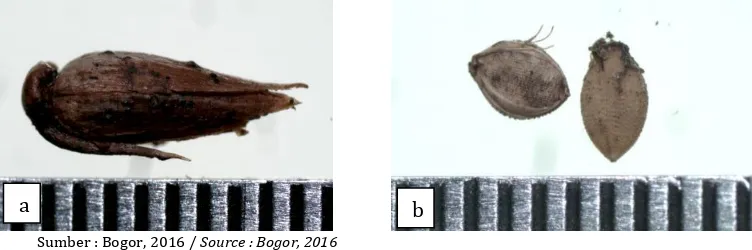 Gambar 3. Biji rumput yang ditemukan di Savana Bekol TNB, ramosa (b) (scale 0.05 cm).(skala 0,05 cm)