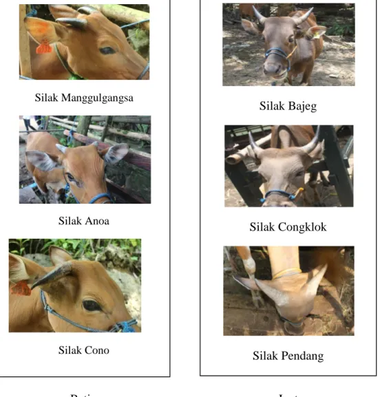 Gambar 1. Bentuk-Bentuk Tanduk pada Sapi Bali Silak Manggulgangsa   Silak Anoa   Silak Cono    Silak Bajeg  Silak Congklok Silak Pendang 