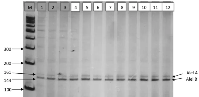 Gambar  1.  Visualisasi  hasil  amplifikasi  Mikrosatelit  Lokus  HEL9  pada  mesin  PCR dalam gel polyacrylamide 8%